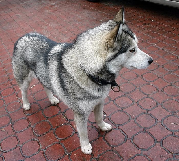 husky