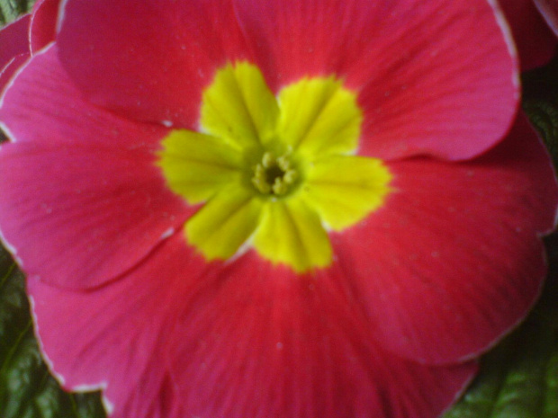 Makro w k750i nie jest idealne... :) #kwiat #wiosna #kwiaty #niebieski #fioletowy #żółty #makro