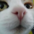 Z nosem w obiektywie :) #kot #śmieszne #makro #koty #smieszne