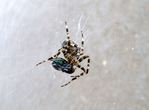 #makro #pająk #pająki #jedzenie #polowanie #natura #przyroda