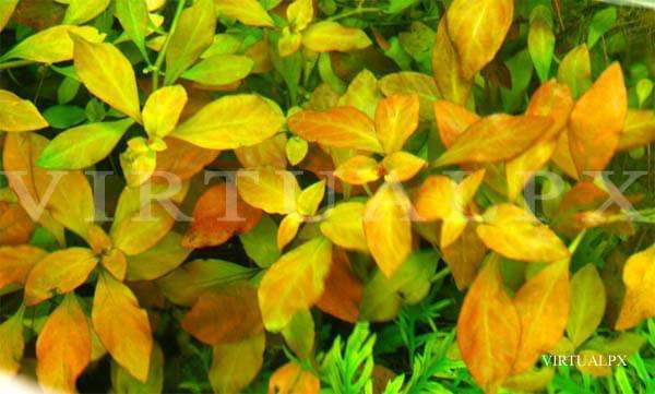 ludwigia repens