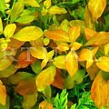 ludwigia repens