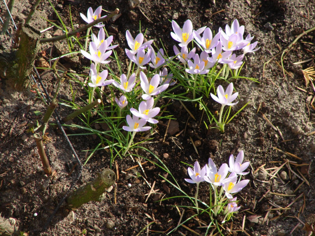 Pierwsze kawiatki tej zimy ;) #krokusy #kwiaty #natura #rośliny