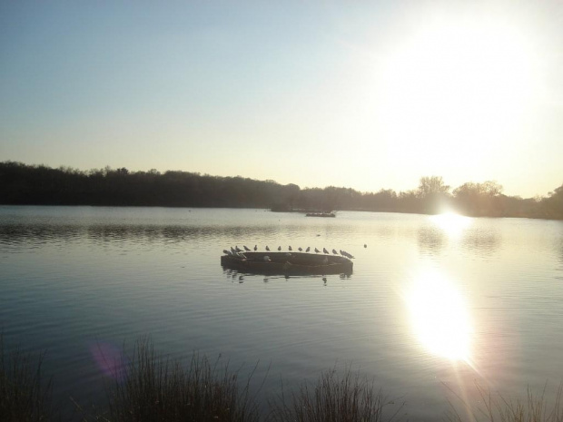 Posiedzenie:) #ptaszki #jeziorko #ZachódSłońca #park #RichmondPark