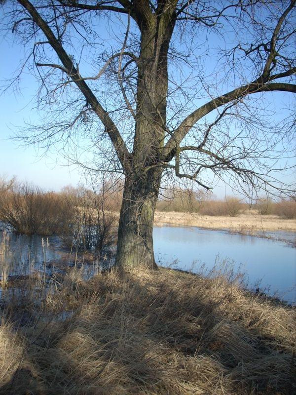 Śrem, Warta