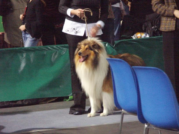 Owczarek szkocki collie