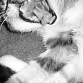 #drapieżniki #kot #kotki #koty #ssaki #śmieszne #zwierzak #zwierzaki #zwierzęta