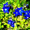 #kwiatki #przyroda #natura #zieleń #makro #zbliżenie