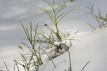 Zimowe jagody #zimowe #widoczki #jagody