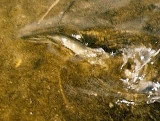 zwrócenie wolności szczupakowi