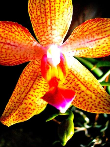orchidea #wiosna #kwiaty #rośliny #przyroda #orchidea
