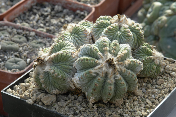 Aztekium ritteri