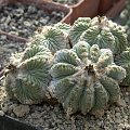 Aztekium ritteri