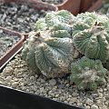 Aztekium ritteri