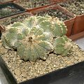 Aztekium ritteri