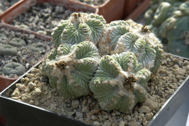 Aztekium ritteri