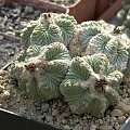 Aztekium ritteri