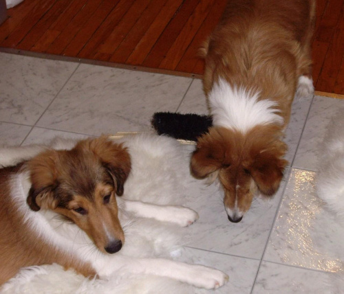 Parys i Elza #Parys #Elza #OwczarekSzetlandzki #sheltie