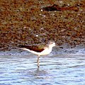 common greenshank/tringa nebularia/ kwokacz (rodzaj: Tringa)
Rodzina: Bekasowate/Scolopacidae/Wader (Podrodzina: Brodźce/Tringinae)