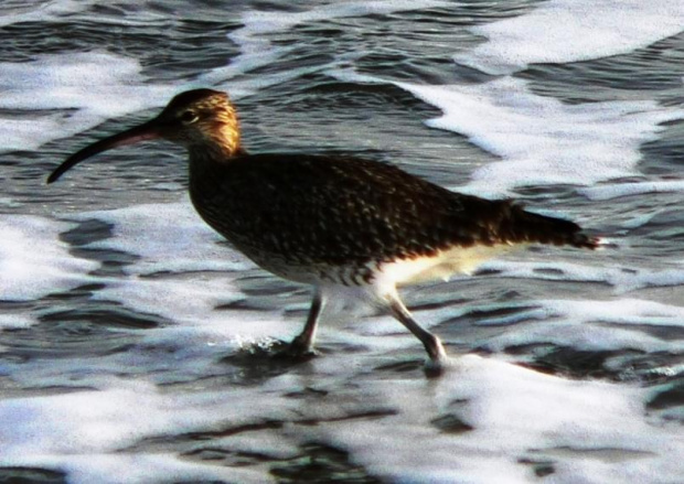 Whimbrel/Numenius phaeopus/Kulik mniejszy (rodzaj: Numenius)
Rodzina: Bekasowate/Scolopacidae/Wader (Podrodzina: Brodźce/Tringinae)