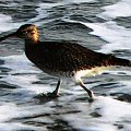 Whimbrel/Numenius phaeopus/Kulik mniejszy (rodzaj: Numenius)
Rodzina: Bekasowate/Scolopacidae/Wader (Podrodzina: Brodźce/Tringinae)