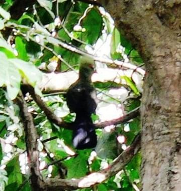 Green Turaco - Tauraco Persa - Turak zielonoczuby (rodzaj Tauraco)
Rodzina: Turako/Turaco/Musophagidae