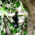 Green Turaco - Tauraco Persa - Turak zielonoczuby (rodzaj Tauraco)
Rodzina: Turako/Turaco/Musophagidae