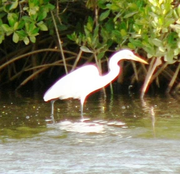 white heron/czapla biała/egretta alba (podrodzina: czaple/ardeinae; rodzaj: Egretta)
Rodzina: Czaplowate/Herons/Ardeidae