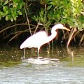 white heron/czapla biała/egretta alba (podrodzina: czaple/ardeinae; rodzaj: Egretta)
Rodzina: Czaplowate/Herons/Ardeidae