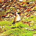 Wattled Plover - Vanellus Senegallus - Czajka płowa (rodzaj: Vanellus)
Rodzina: Siewkowate/Charadriidae (Podrodzina: Czajki/Lapwings /Vanellinae)