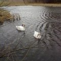 Rodzaj ptaków pływających z rzędu blaszkodziobych (Anseriformes), rodziny kaczkowatych, podrodziny gęsiowatych.