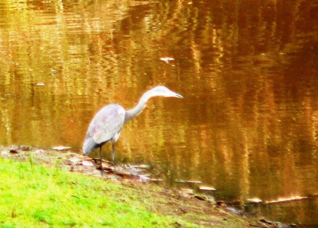 black headed heron/Ardea Melanocephala/Czapla czarnogłowa (podrodzina: czaple/ardeinae; rodzaj: Ardea)
Rodzina: Czaplowate/Herons/Ardeidae)