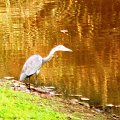 black headed heron/Ardea Melanocephala/Czapla czarnogłowa (podrodzina: czaple/ardeinae; rodzaj: Ardea)
Rodzina: Czaplowate/Herons/Ardeidae)