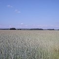 łan zboża, oczywiści do przejścia :)