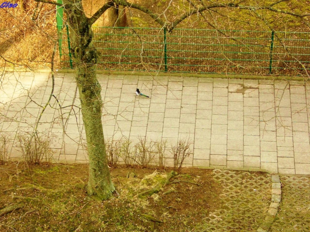 I piekniejszy staje sie swiat wraz z przyjsciem wiosny...