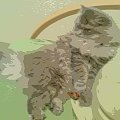 12 miesiąc - 2 dni przed roczkiem #koty #KotyBrytyjskie