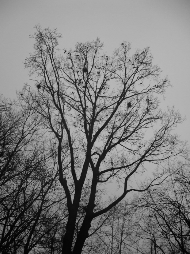 Szare liście na szarych drzewach #Park #drzewo #ptaki #ponuro