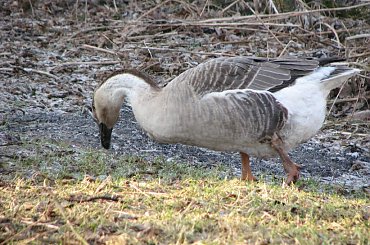 Gęsi na paswisku #Gęś #pastwisko