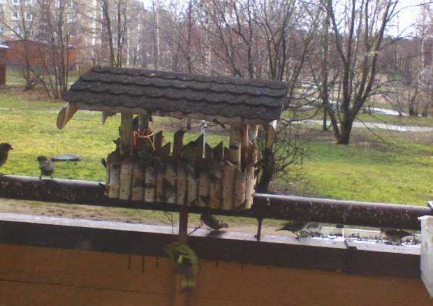 Czyżyki w karmniku #PtakiCzyżeKarmnik