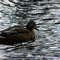 Stephen's Green Park