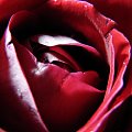 Różyczka od Misia #kwiaty #natura #rośliny #róża