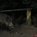 To nie było w Zoo #Dziki