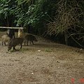 To nie było w Zoo #Dziki