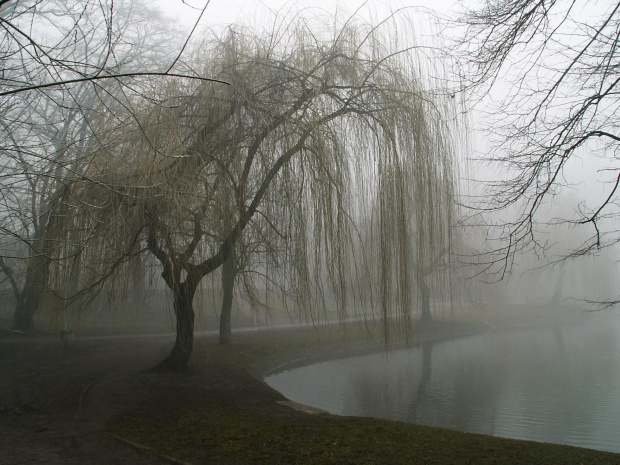 Park w Raciborzu, mgła #ParkWRaciborzu #mgła