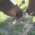 KONIE AKA KAKTUSY #KONIESTAJNIAKAKTUSYGSTAAD