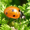 Biedronka siedmiokropka - Coccinella septempunctata . Data : 08.03.2008. Miejsce : ogródek . Miejscowość : Piaski Wielkopolskie .