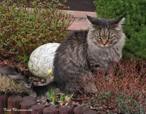 2008.03.03 Koty w ogrodzie, krokusy