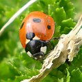 Biedronka siedmiokropka - Coccinella septempunctata . Data : 08.03.2008. Miejsce : ogródek . Miejscowość : Piaski Wielkopolskie .