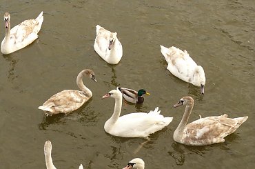 Kaczor wśród łabędziej mafii :) #kaczor #łabędź #łabędzie #rzeka #odra