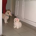 CoCo ,Lucy, Syndy, Matty, Holly